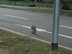 ブキテマno猿